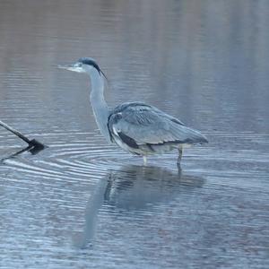 Grey Heron