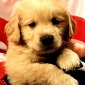 Retriever (Golden)