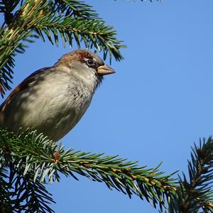 House Sparrow