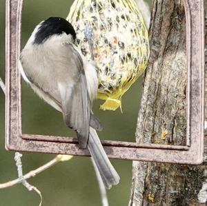 Willow Tit