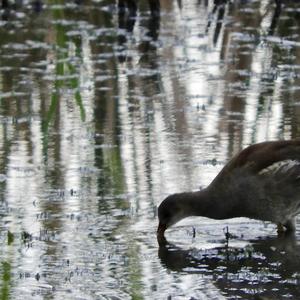 Common Moorhen