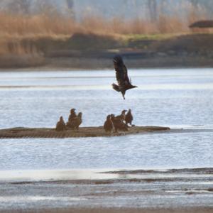 White-tailed Eagle