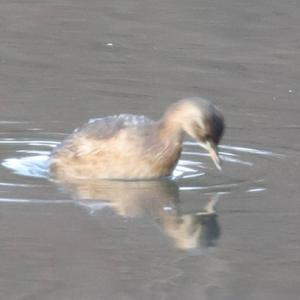 Little Grebe