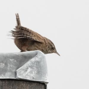 Winter Wren