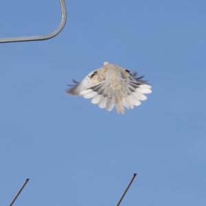 Eurasian Collared-dove