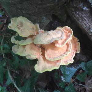 Chicken Mushroom