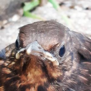 Eurasian Blackbird