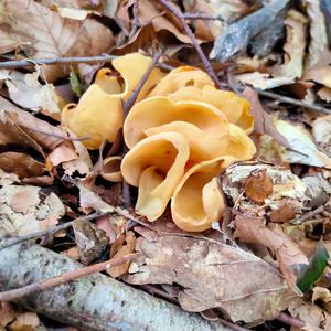 Lemon Peel Fungus