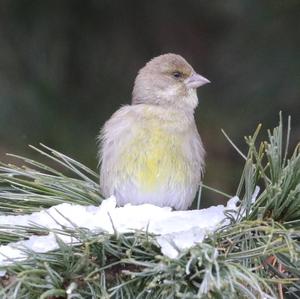 European Greenfinch