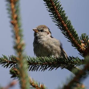 House Sparrow