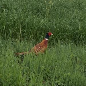 Common Pheasant