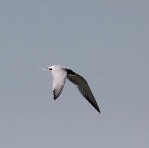 Common Tern