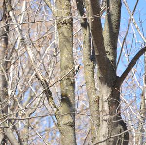 Hairy Woodpecker