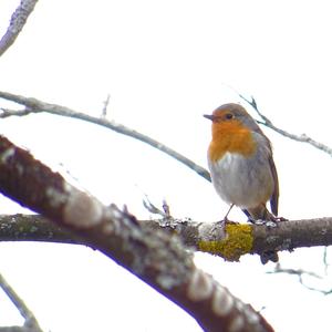 European Robin