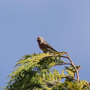 Common Redpoll