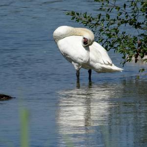 Höckerschwan