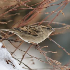 House Sparrow