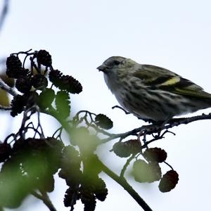 Eurasian Siskin