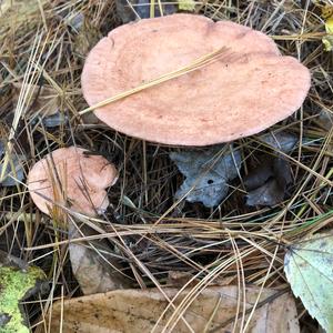 Funnel Clitocybe