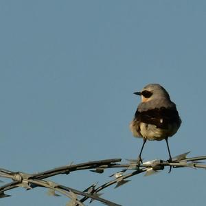 Northern Wheatear