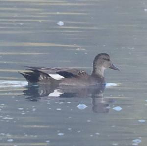 Gadwall