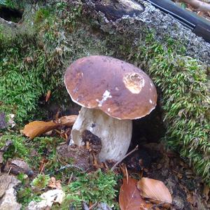 King Bolete