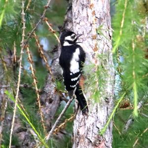 Great Spotted Woodpecker