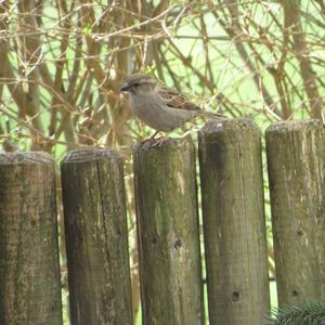 House Sparrow