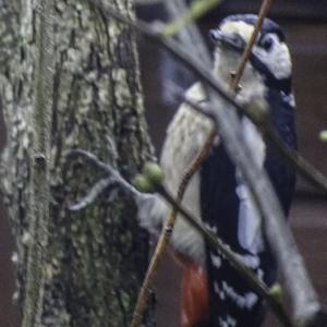 Great Spotted Woodpecker