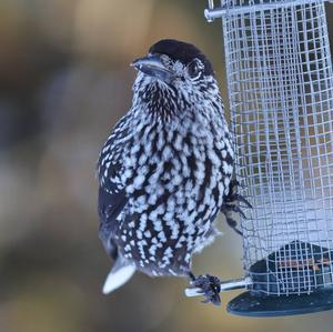 Spotted Nutcracker