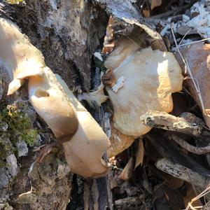 Oyster Mushroom