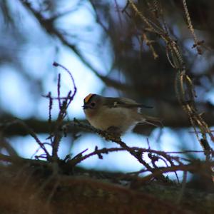 Goldcrest