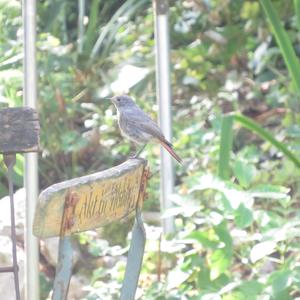 Black Redstart