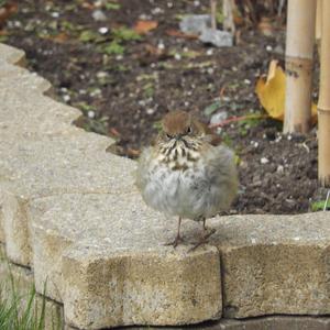 Hermit Thrush