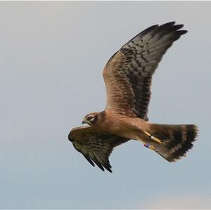 Montagu's Harrier