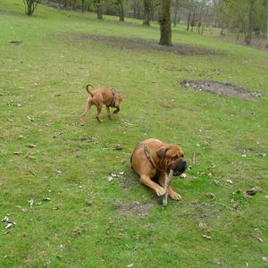 Bullmastiff