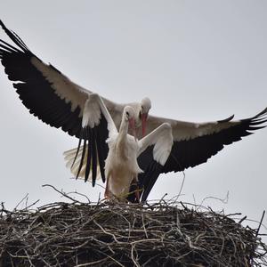 White Stork