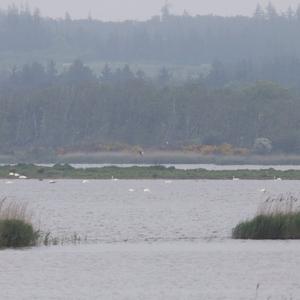 Whooper Swan