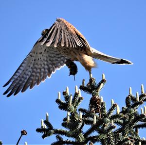 Common Kestrel