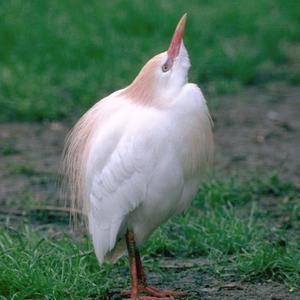 Cattle Egret