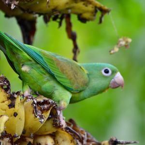 Orange-chinned Parakeet