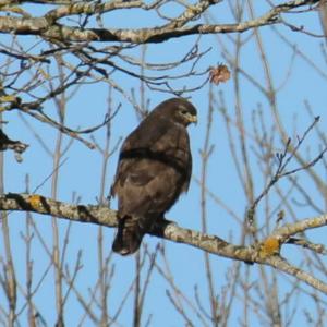 Common Buzzard