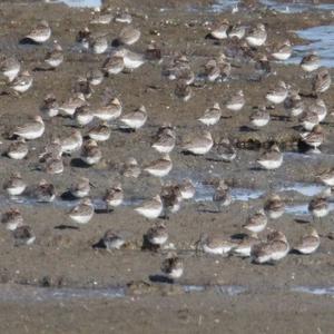 Dunlin