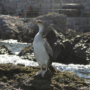 Great Cormorant