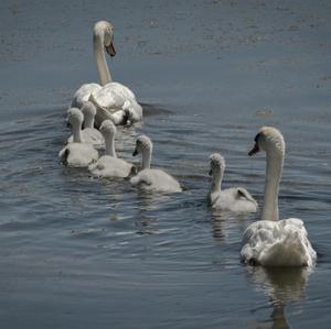 Höckerschwan