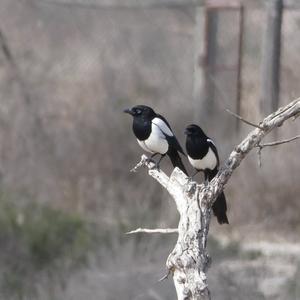 Black-billed Magpie