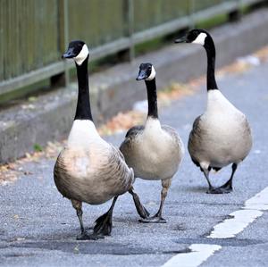 Canada Goose