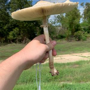 Destroying Angel