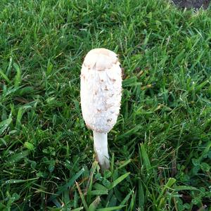 Shaggy Mane