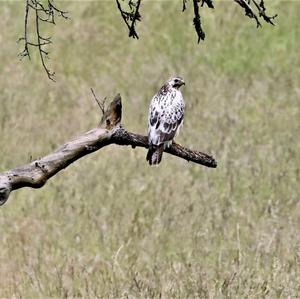 Common Buzzard